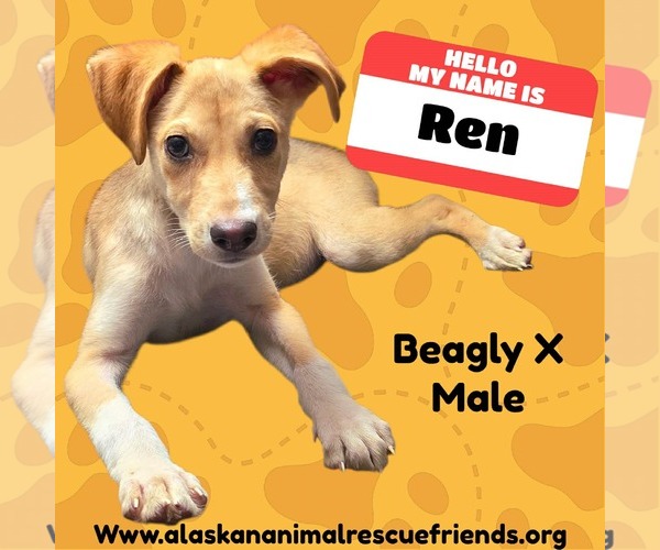 Medium Photo #1 Beagle-Unknown Mix Puppy For Sale in Anchorage, AK, USA