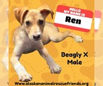 Small Beagle Mix