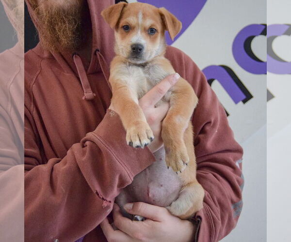 Medium Photo #4 German Shepherd Dog-Unknown Mix Puppy For Sale in Huntley, IL, USA