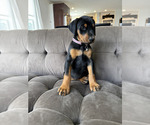 Small Photo #15 Doberman Pinscher Puppy For Sale in PUYALLUP, WA, USA
