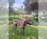 Small #4 Great Dane