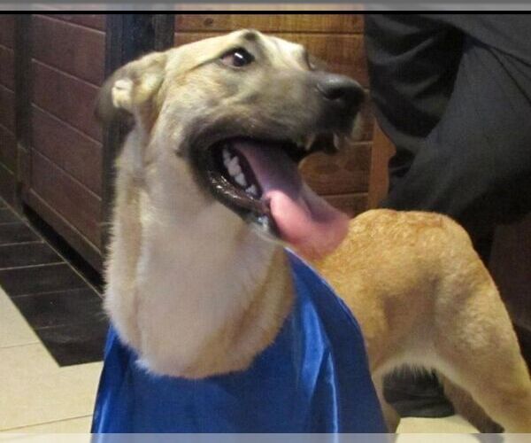 Medium Photo #1 Mutt Puppy For Sale in Carrollton, TX, USA