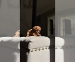 Small Poodle (Toy)