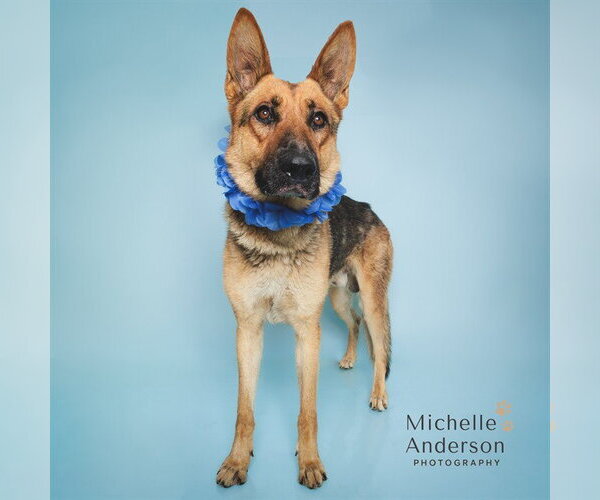 Medium Photo #1 German Shepherd Dog Puppy For Sale in Corona, CA, USA
