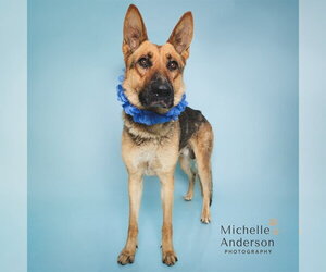 German Shepherd Dog Dogs for adoption in Corona, CA, USA