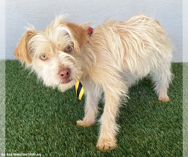 Medium Photo #4 Mutt Puppy For Sale in San Diego, CA, USA