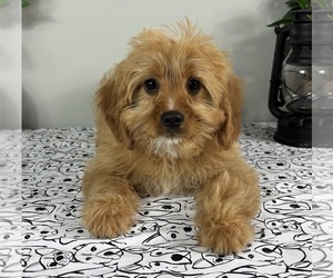 Golden Cavalier Puppy for sale in FRANKLIN, IN, USA