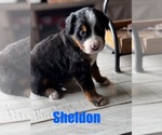 Small #6 Bernese Mountain Dog