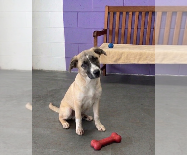 Medium Photo #2 Anatolian Shepherd-Unknown Mix Puppy For Sale in Genesee, WI, USA