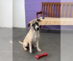 Small #1 Anatolian Shepherd Mix