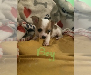 Chiranian Puppy for sale in MOODY, TX, USA