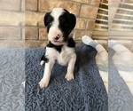 Puppy Purple Aussiedoodle-Bernedoodle Mix