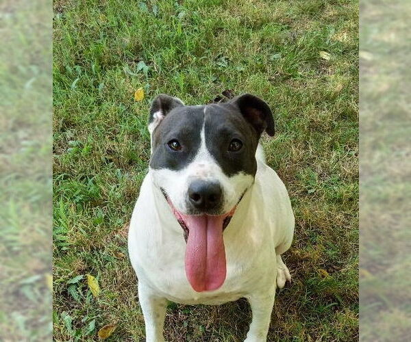 Medium Photo #2 Mutt Puppy For Sale in Cabool, MO, USA