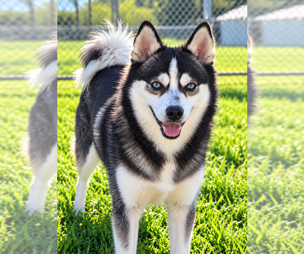 Medium Photo #1 Alaskan Klee Kai Puppy For Sale in HILLSBORO, OH, USA