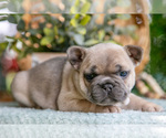 Small #1 French Bulldog