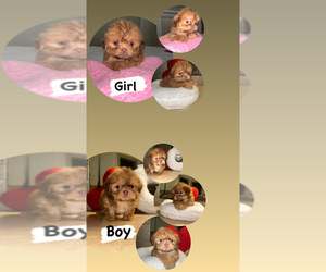 Shih Tzu Puppy for sale in BROWNSVILLE, TX, USA