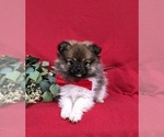 Small Photo #3 Pomeranian Puppy For Sale in LINCOLN UNIVERSITY, PA, USA