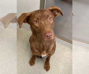 Labrador Retriever-Unknown Mix Dogs for adoption in Fayetteville, NC, USA