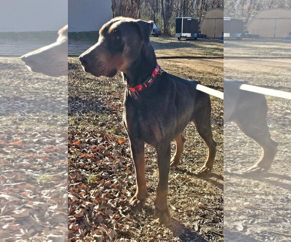 Medium Photo #9 Doberman Pinscher Puppy For Sale in Minneaoplis, MN, USA