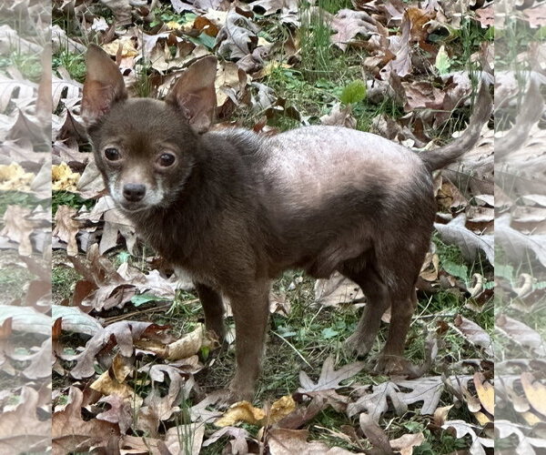 Medium Photo #9 Chihuahua Puppy For Sale in Cary, NC, USA
