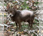 Small #8 Chihuahua