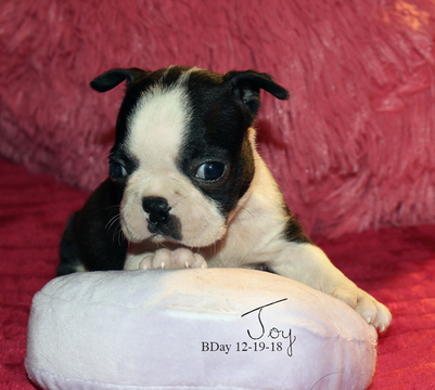 Medium Photo #3 Boston Terrier Puppy For Sale in MOSELLE, MS, USA