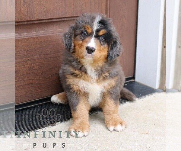 Medium Photo #4 Bernedoodle Puppy For Sale in NARVON, PA, USA