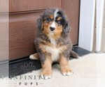Small #3 Bernedoodle