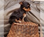 Small Photo #7 Yorkshire Terrier Puppy For Sale in NEWCASTLE, CA, USA