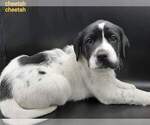 Small Photo #6 Australian Shepherd-Lab-Pointer Mix Puppy For Sale in MILLVILLE, MN, USA
