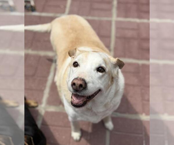 Medium Photo #8 Labrador Retriever-Unknown Mix Puppy For Sale in Yardley, PA, USA
