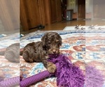 Puppy Devins Aussiedoodle