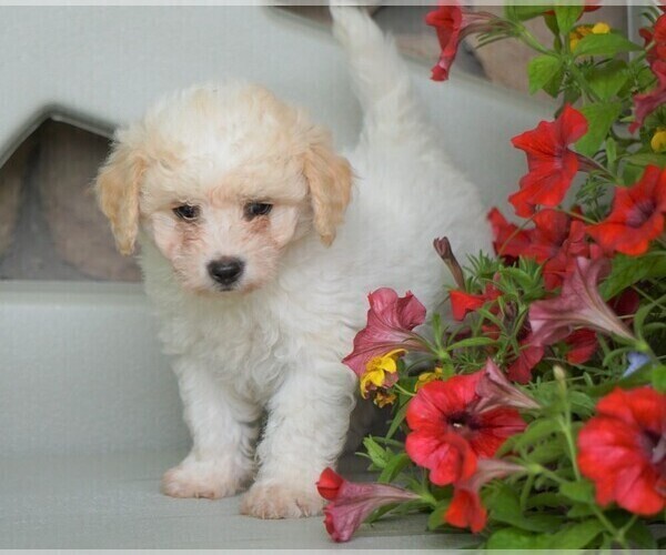 Medium Photo #1 Poochon Puppy For Sale in FREDERICKSBG, OH, USA