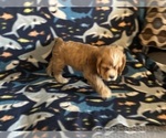 Small #4 Cocker Spaniel