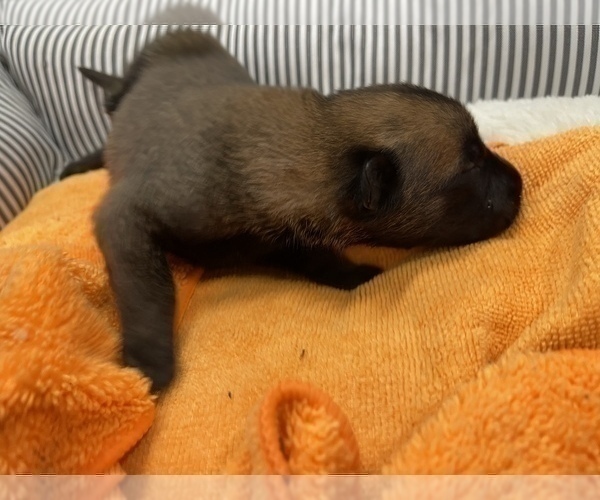 Medium Photo #154 Belgian Malinois Puppy For Sale in REESEVILLE, WI, USA