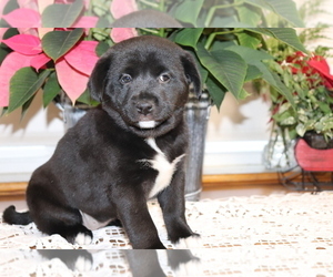 Shiba Inu-Siberian Husky Mix Puppy for sale in SHILOH, OH, USA