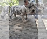 Small #1 French Bulldog