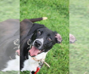 Labrador Retriever-Unknown Mix Dogs for adoption in garner, NC, USA