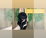Puppy Yellow Sheepadoodle