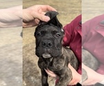 Small Photo #1 Cane Corso Puppy For Sale in VOLUNTOWN, CT, USA