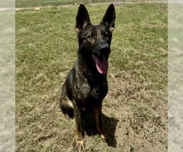 Medium Photo #2 German Shepherd Dog-Unknown Mix Puppy For Sale in Conroe, TX, USA