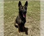 Small #1 German Shepherd Dog Mix