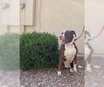 Small #6 Bull-Boxer