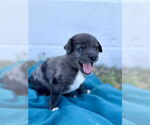 Small #2 Australian Shepherd-Catahoula Leopard Dog Mix