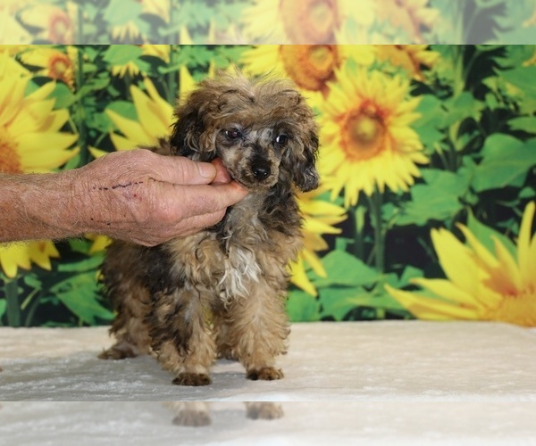 Medium Photo #27 Poodle (Toy) Puppy For Sale in DYERSBURG, TN, USA