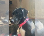 Small #3 Labrador Retriever Mix