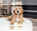 Puppy Chervil Goldendoodle