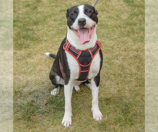 Medium Photo #5 American Staffordshire Terrier-Border Collie Mix Puppy For Sale in Huntley, IL, USA