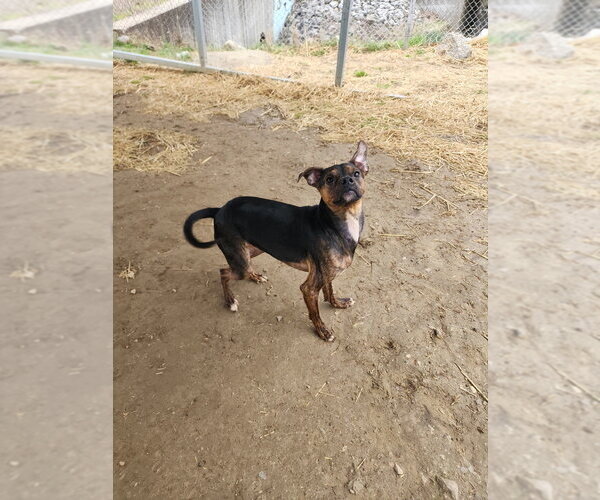 Medium Photo #1 Boston Huahua Puppy For Sale in Evansville, IN, USA