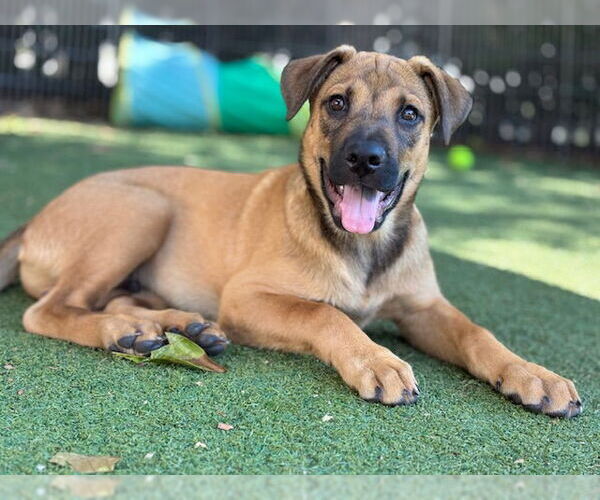 Medium Photo #1 German Shepherd Dog-Unknown Mix Puppy For Sale in Beverly Hills, CA, USA